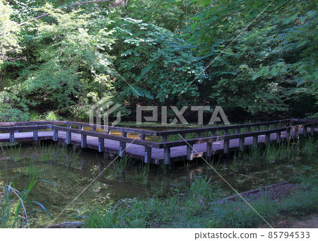 Moria鷗青蛙 85794533