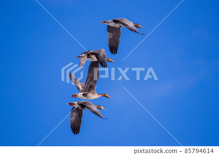 馬根起飛 85794614