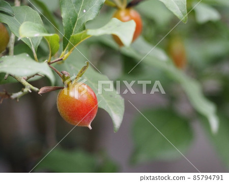 Old persimmon low yagaki ④ Old persimmon low yagaki ④ 85794791