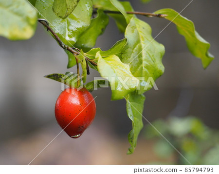 Old persimmon low yagaki ⑥ Old persimmon low yagaki ⑥ 85794793