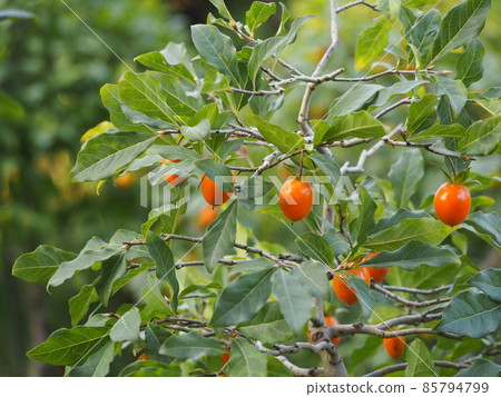 Old persimmon low yagaki ⑪ Old persimmon low yagaki ⑪ 85794799