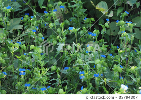 tunita花 tunita花 85794807