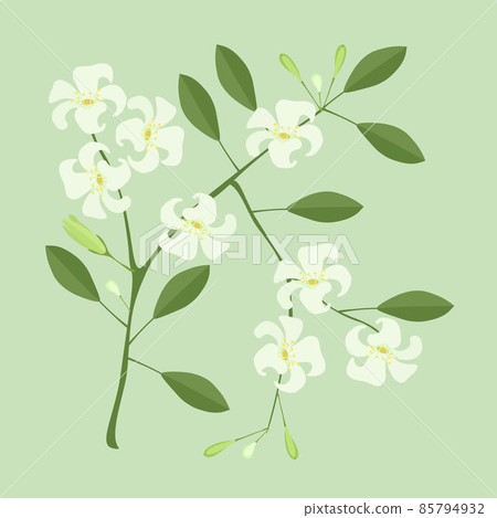Orange Jasmine or Mock Orange Flowers on White Background 85794932