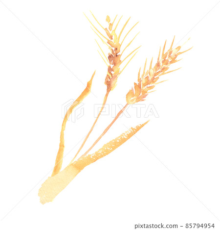 Illustration of wheat ears drawn in watercolor 85794954