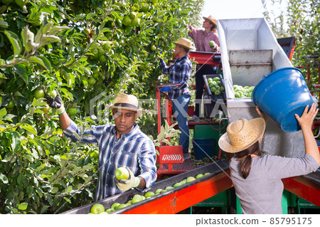Latino worker picks and sorts ripe apples on a sorting machine in garden Latino worker picks and sorts ripe apples on a sorting machine in garden 85795175