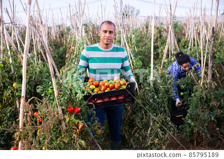 Successful male gardener with ripe red tomatoes on the field Successful male gardener with ripe red tomatoes on the field 85795189