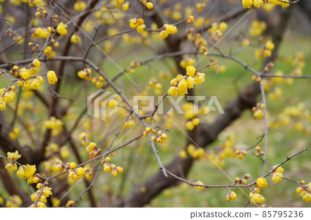 日本五香粉老樹 85795236