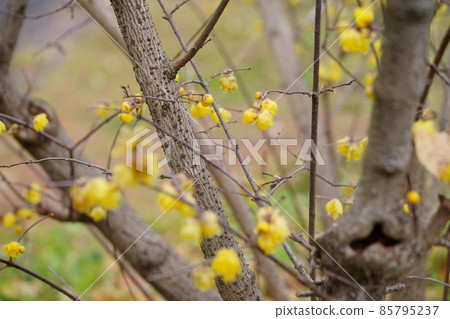 日本五香粉老樹 85795237