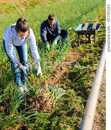 Positive woman harvests garlic on the field 85795263
