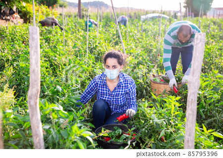 Female farmer in protective mask collect harvest bell peppers on farm plantation Female farmer in protective mask collect harvest bell peppers on farm plantation 85795396