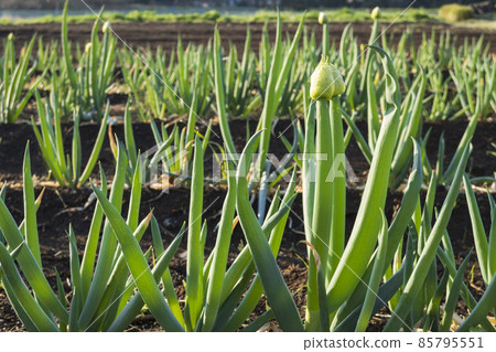 Up the green onions with buds Up the green onions with buds 85795551