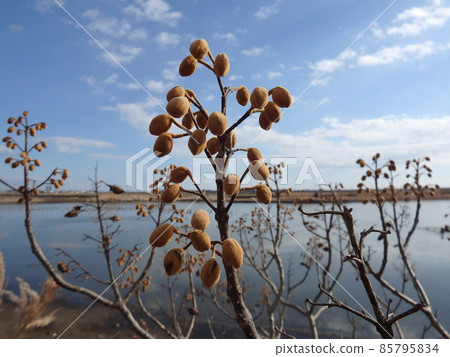藍天下泡桐花蕾和大沼景觀 藍天下泡桐花蕾和大沼景觀 85795834