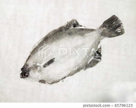 Gyotaku：正上方的大型大理石比目魚 85796123