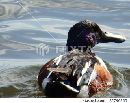 在大沼游泳的北方鏟子 在大沼游泳的北方鏟子 85796265