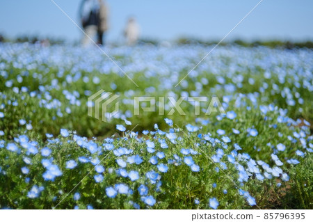 Nemophila that grows in clusters 1 85796395