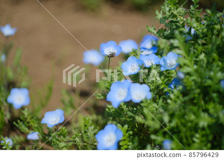 Nemophila and bees 2 85796429