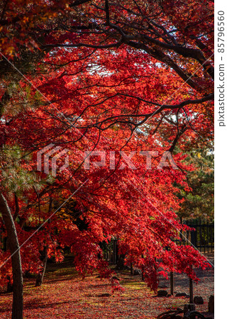 Beautiful and vivid autumn leaves of Arashiyama Tenryu-ji Temple Beautiful and vivid autumn leaves of Arashiyama Tenryu-ji Temple 85796560
