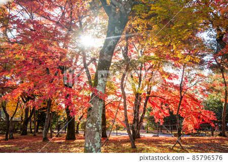 Beautiful and vivid autumn leaves of Arashiyama Tenryu-ji Temple Beautiful and vivid autumn leaves of Arashiyama Tenryu-ji Temple 85796576