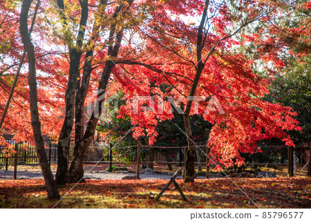 Beautiful and vivid autumn leaves of Arashiyama Tenryu-ji Temple 85796577