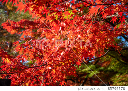 Beautiful and vivid autumn leaves of Arashiyama Tenryu-ji Temple Beautiful and vivid autumn leaves of Arashiyama Tenryu-ji Temple 85796578
