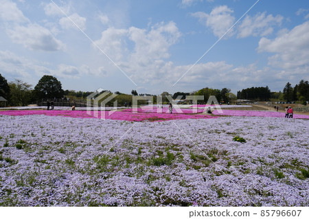 成簇生長的苔蘚福祿考 8 85796607