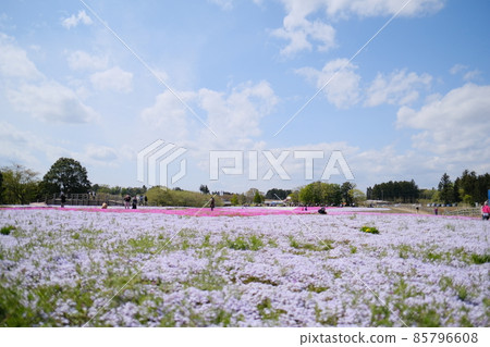 成簇生長的苔蘚福祿考 9 85796608