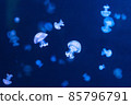 Barrel jellyfish lit by blue light 85796791