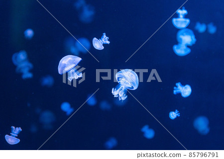 Barrel jellyfish lit by blue light 85796791