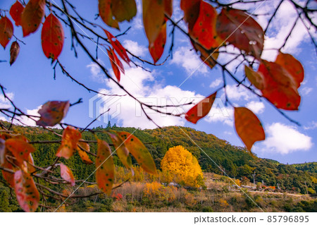 和歌山縣田邊市中邊町秋天的福定大銀子 85796895