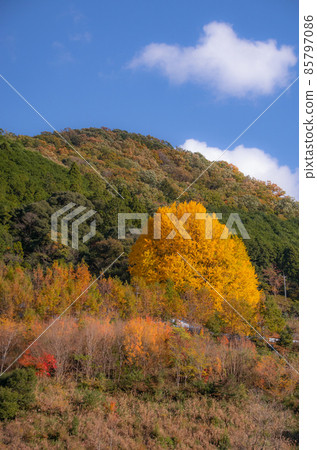 和歌山縣田邊市中邊町秋季福定大銀杏法仙寺 85797086