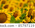 Sunflowers blooming in the field 85797119