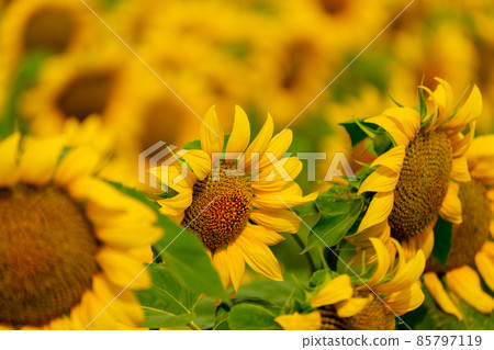 Sunflowers blooming in the field Sunflowers blooming in the field 85797119