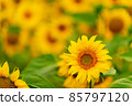 Sunflowers blooming in the field 85797120
