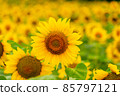 Sunflowers blooming in the field 85797121