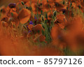 Poppy flowers field close-up and macro 85797126