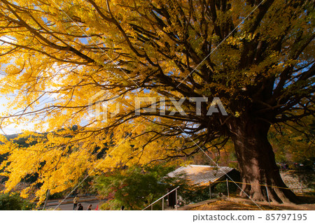 Large ginkgo tree at Hosenji Temple Fukusada, Nakahechi-cho, Tanabe City, Wakayama Prefecture Large ginkgo tree at Hosenji Temple Fukusada, Nakahechi-cho, Tanabe City, Wakayama Prefecture 85797195