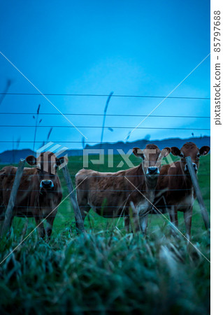 Cows looking through the fence on the roadside in new zealand Cows looking through the fence on the roadside in new zealand 85797688