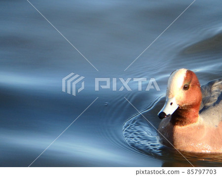 Wigeon 在大沼慢慢游動 Wigeon 在大沼慢慢游動 85797703