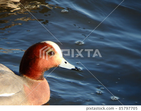 Wigeon 的眼睛看起來像眼影 Wigeon 的眼睛看起來像眼影 85797705