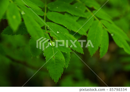 在葉子上滾動的水滴 在葉子上滾動的水滴 85798334