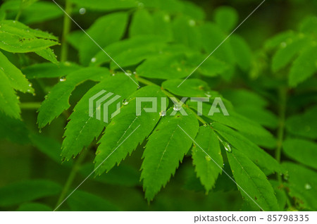 Drops rolling on the leaves Drops rolling on the leaves 85798335