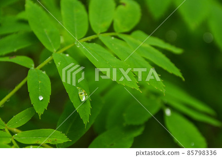 Drops rolling on the leaves 85798336