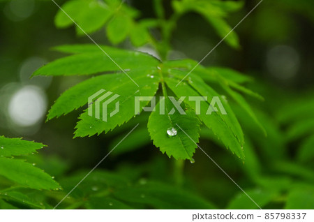 在葉子上滾動的水滴 在葉子上滾動的水滴 85798337
