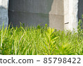 Daytime meadow and concrete background 85798422