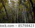 Dense bamboo grove and plants 85798423