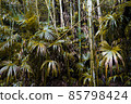 Dense bamboo grove and plants 85798424