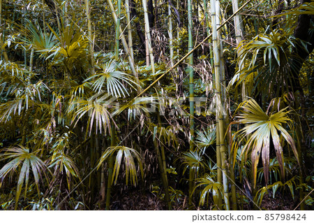 Dense bamboo grove and plants 85798424