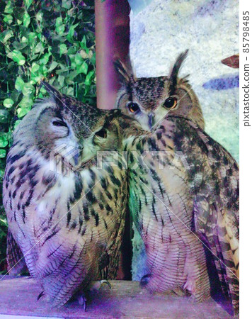 A photo of an owl that looks auspicious A photo of an owl that looks auspicious 85798485