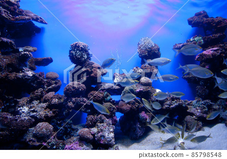 Colorful exotic tropical fishes underwater in aquarium. 85798548