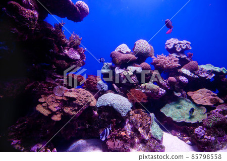 Colorful exotic tropical fishes underwater in aquarium. Colorful exotic tropical fishes underwater in aquarium. 85798558